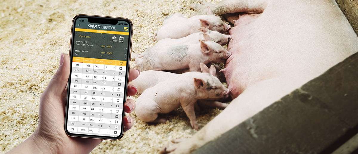 Smartphone applikation med IoT system foran grise